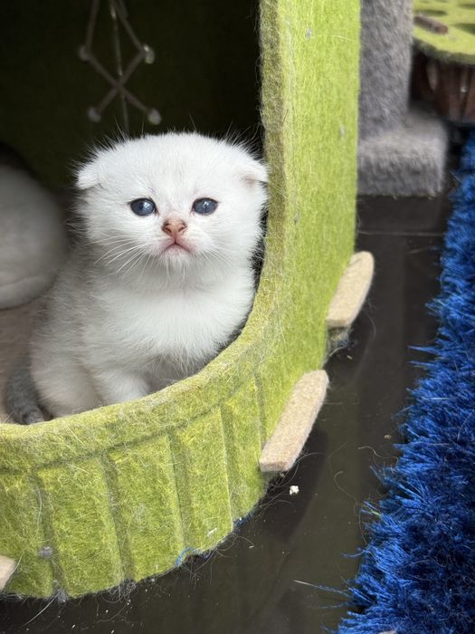 Menina scottish fold