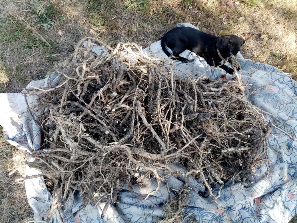 Коріння ваточника сирійського