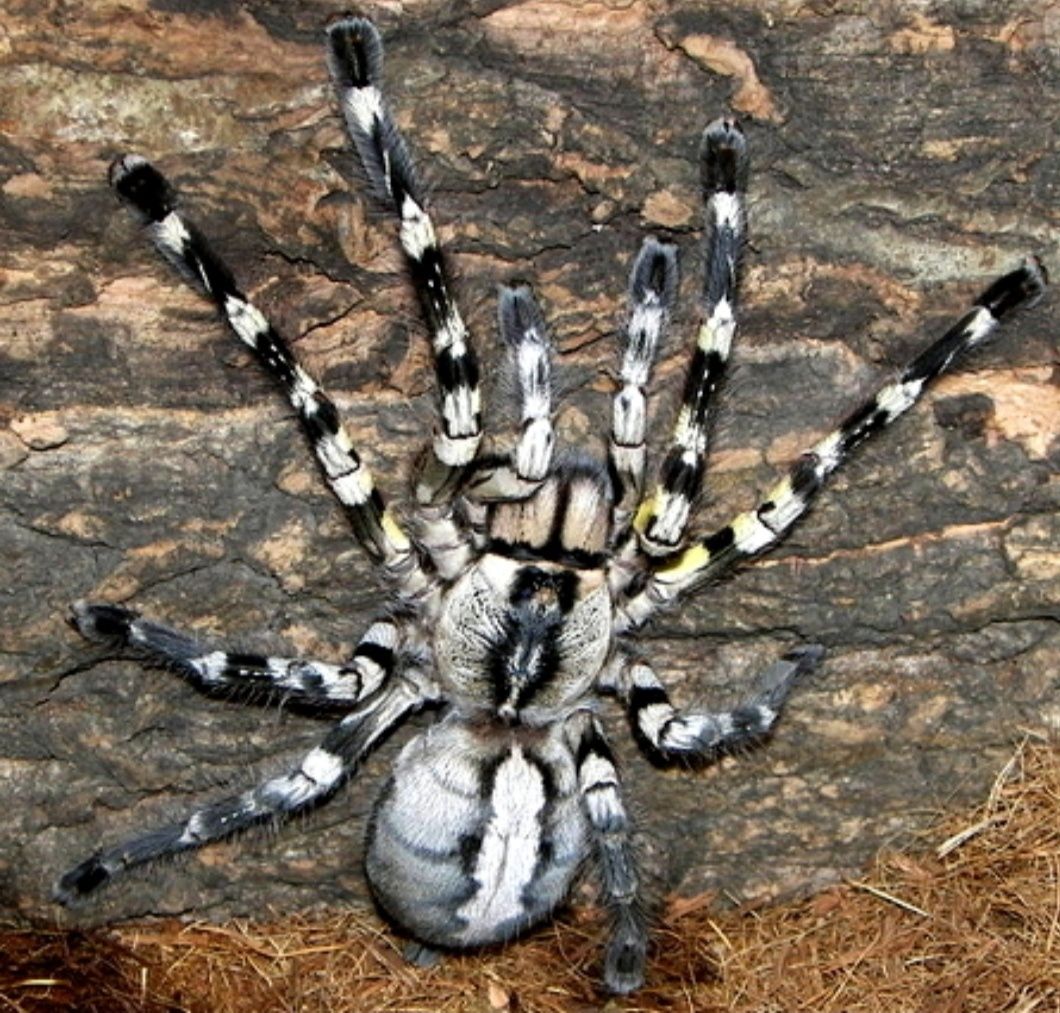 Продам паука-птицееда Poecilotheria Regalis