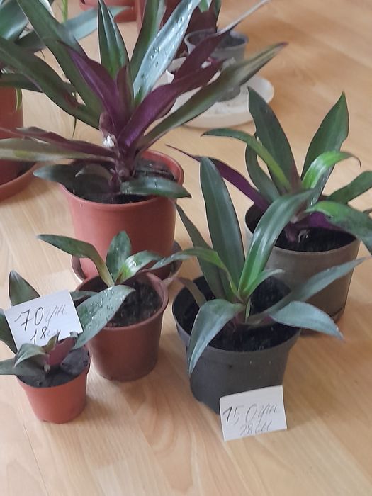 Продам вазони рео( традесканція покривальчата)