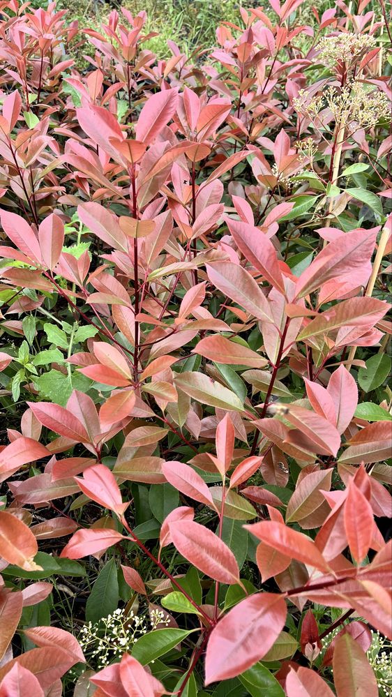 Photinia Red Robin – Cerca Viva Rápida e Resistente