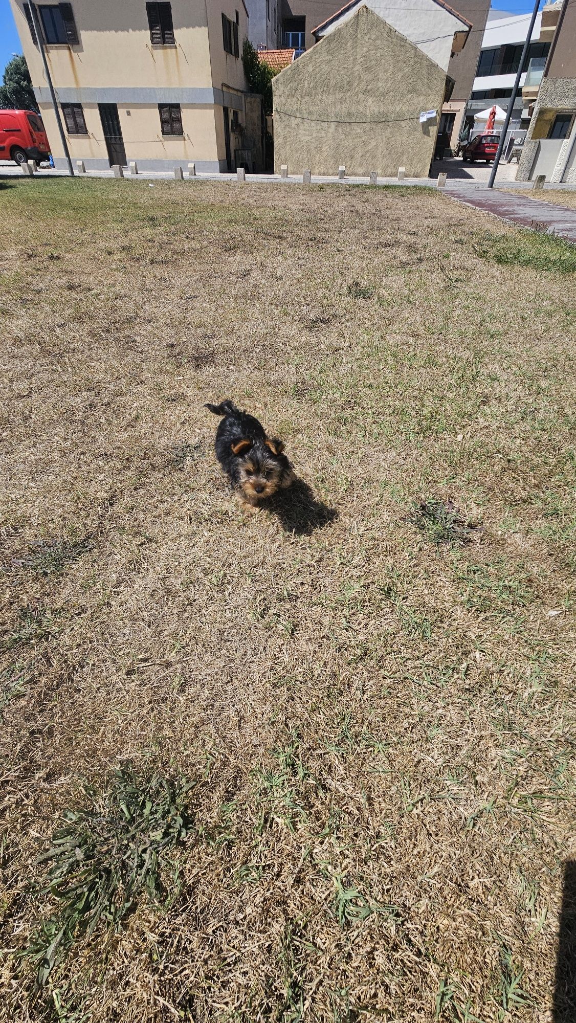 Yorkhire terrier macho