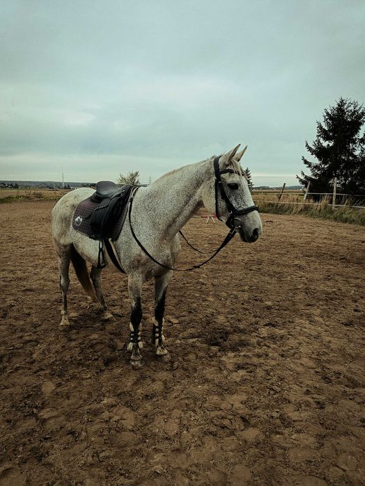 Klacz profesor, bdb charakter