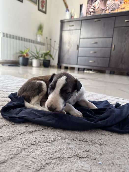 Chart Rosyjski Borzoj