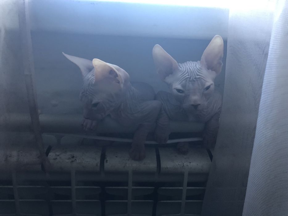 Донской сфинкс (кот и кошка)