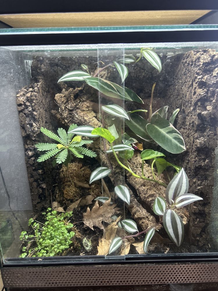 Terrarium terrarium