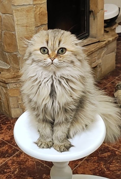 Девочка золотая шиншиллка фолд