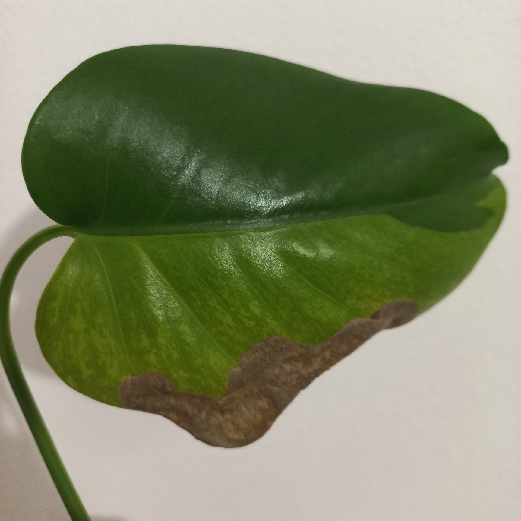 Monstera Green on Green GOG variegata