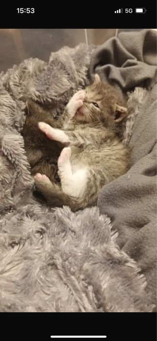 Małe kotki do adopcji