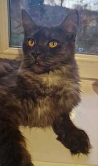 Kotka Maine Coon FPL