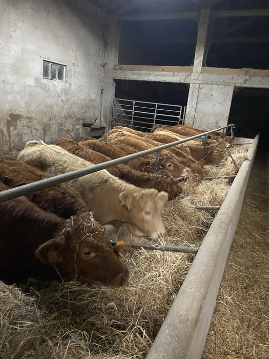 Lote de Vitelas cx de Limousines