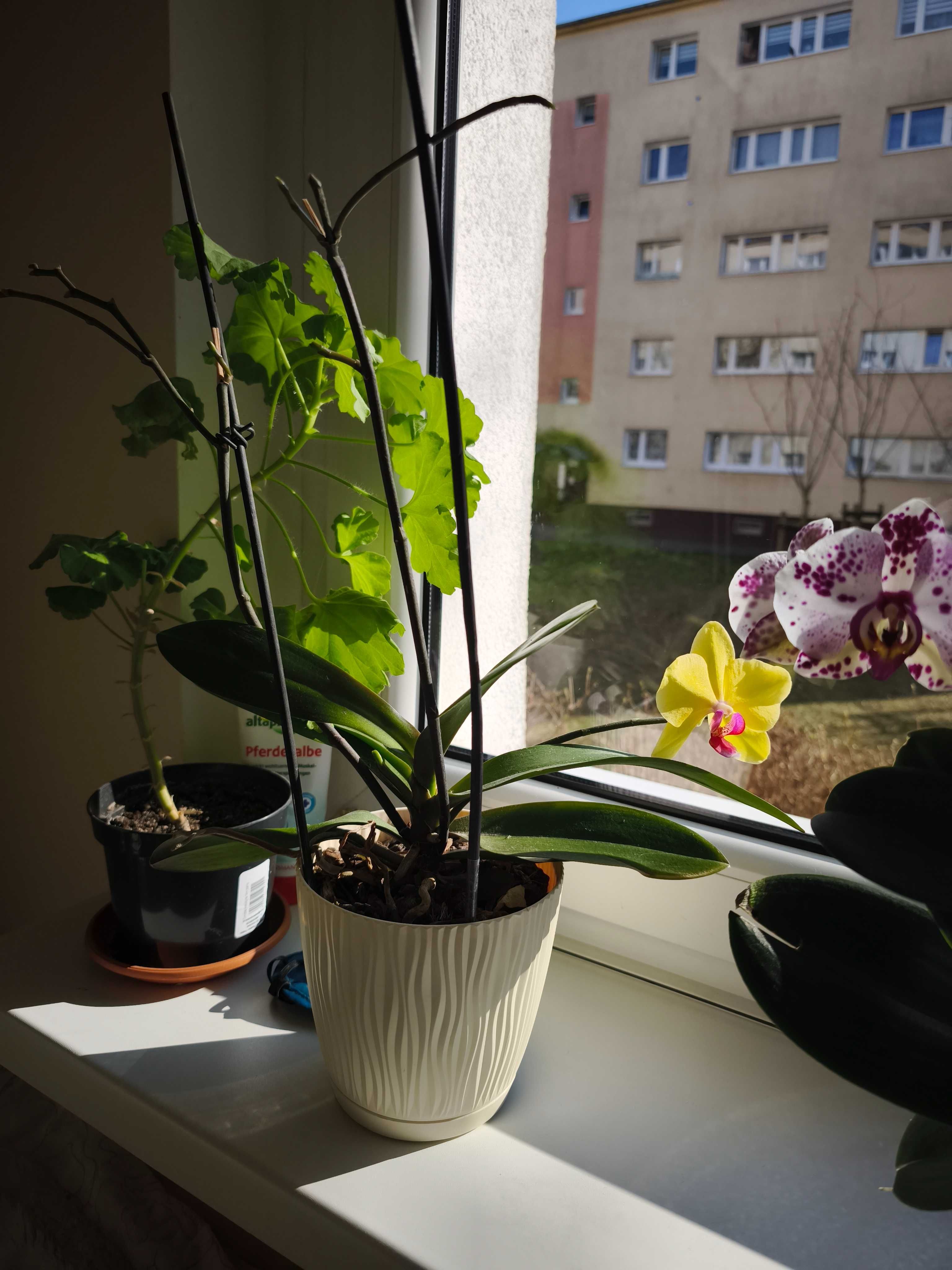 Storczyk w doniczce storczyki