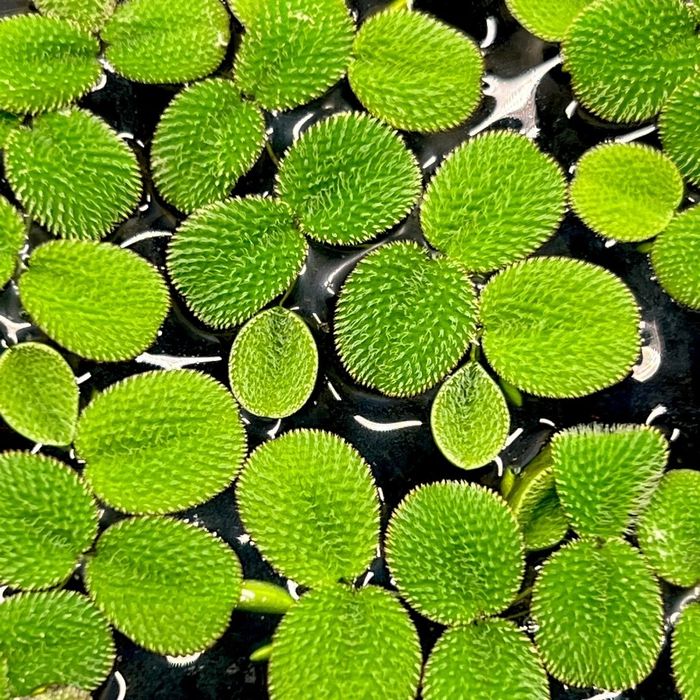 Salwinia, pokarm dla żółwi, salvinia natans, roślina pływająca