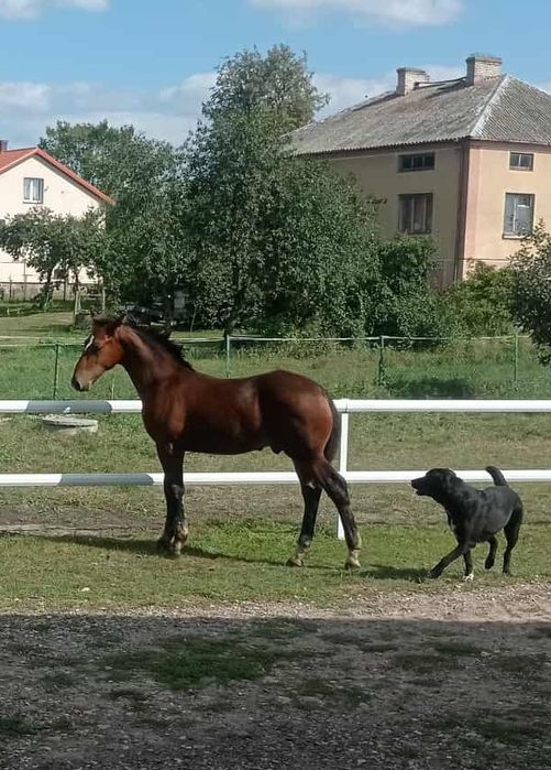 Ogierek śląski do rezerwacji