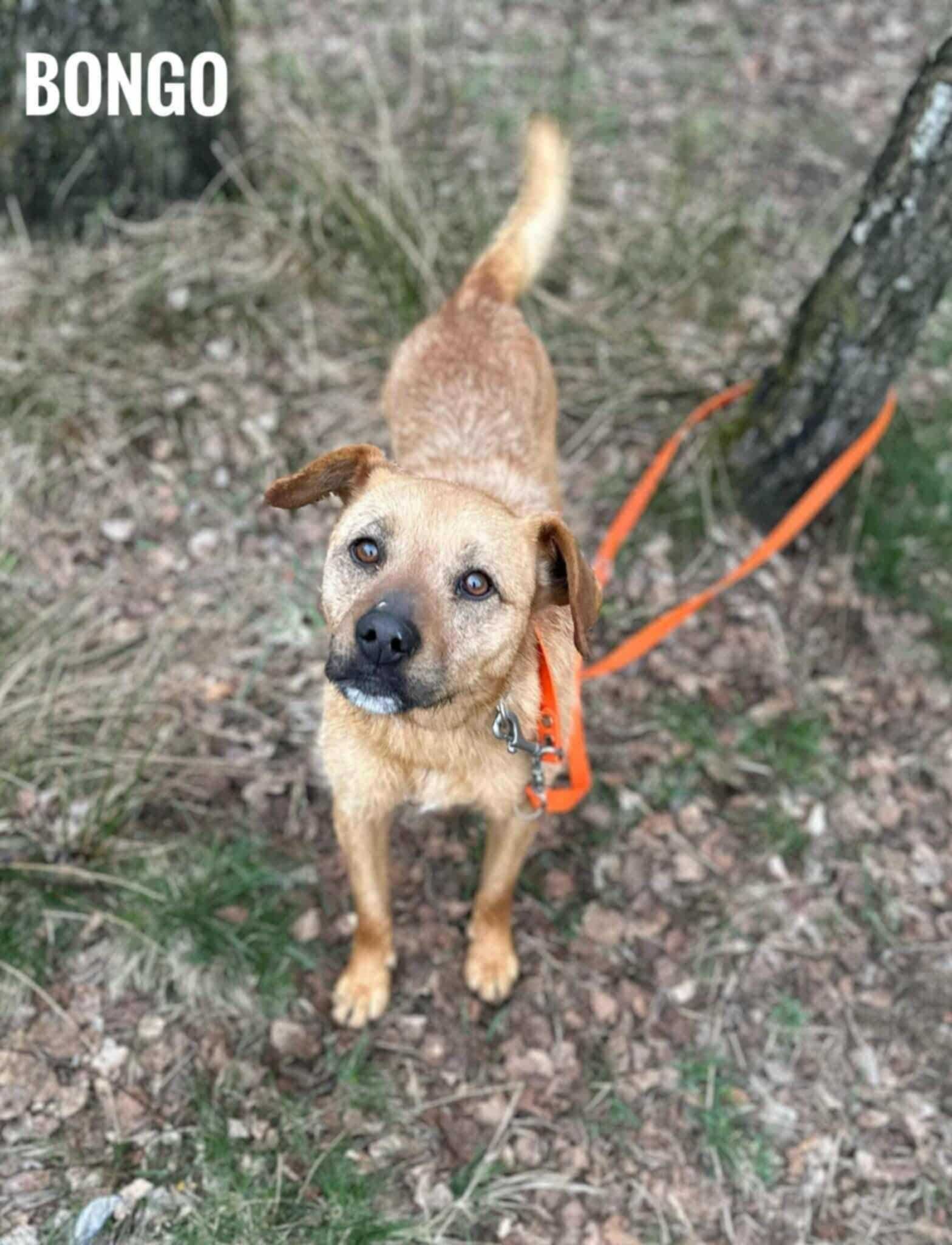 Bongo szorstkowłosy psiak do adopcji 4lata 14kg