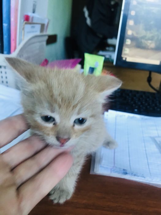 Кошеня хлопчик віком 1 місяць