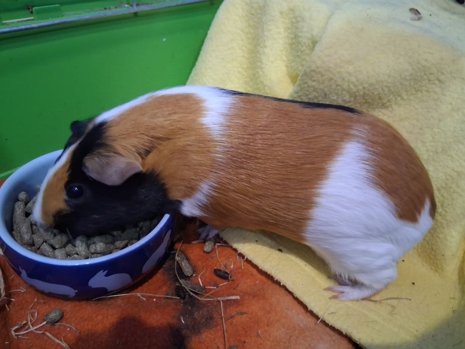 Świnka morska -kawia