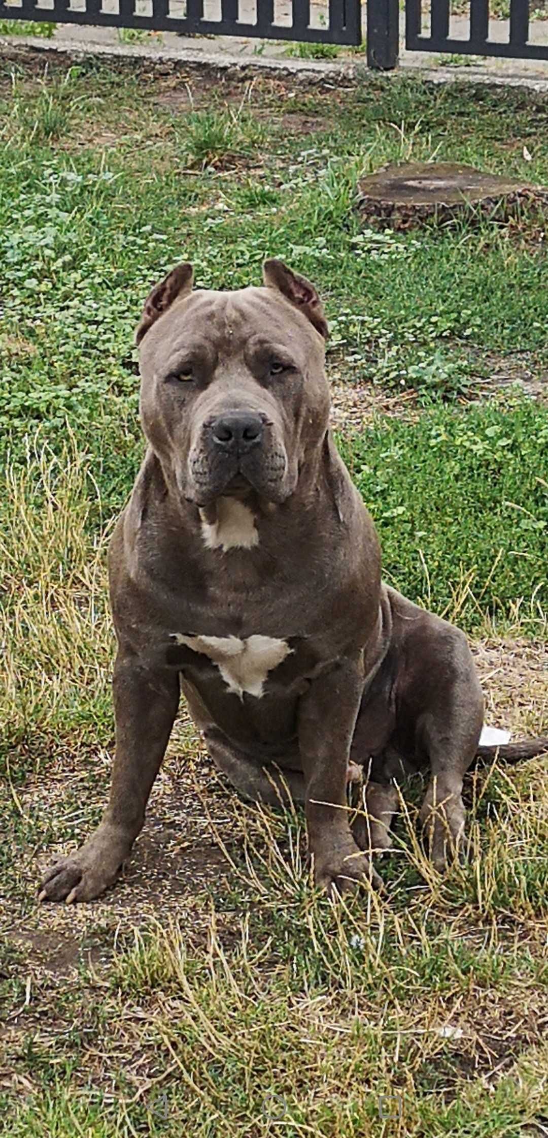 American Staffordshire Terrier piękny samiec.