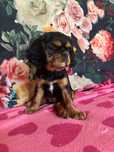 Sunia Cavalier King Charless Spaniel szczenię