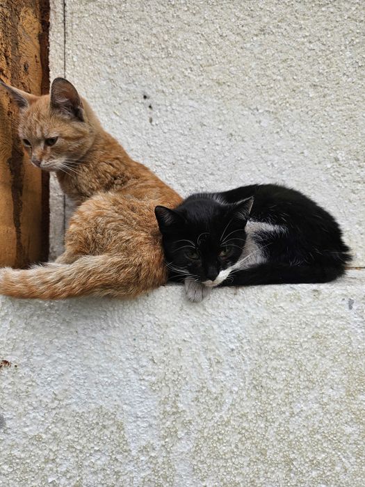 Oddam koty urodzine w czerwcu