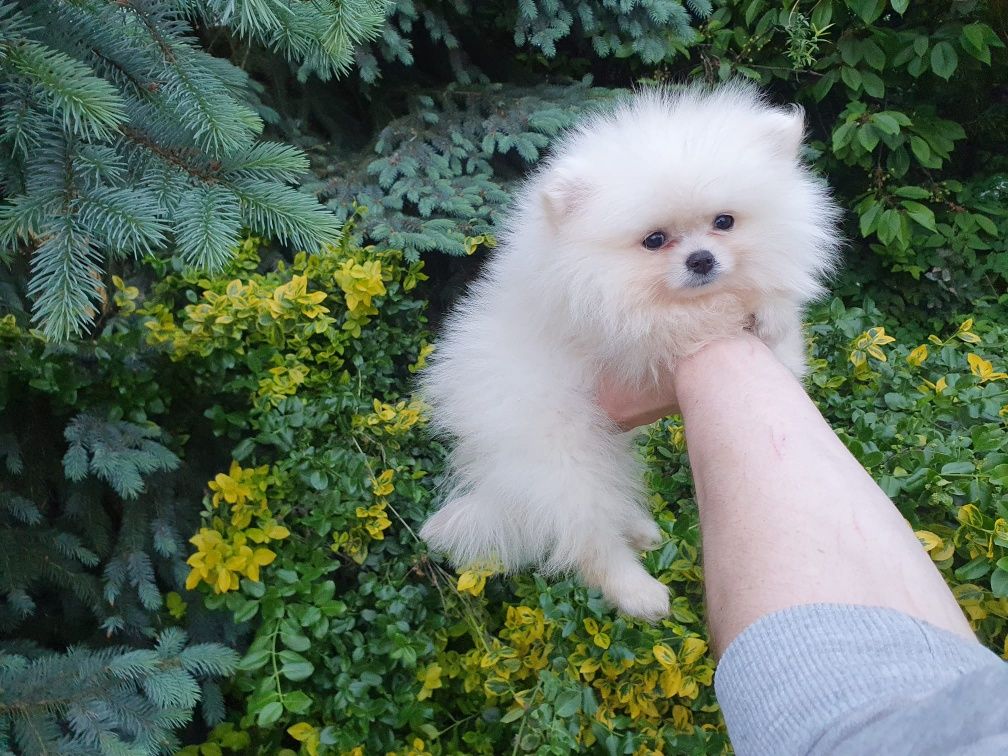 Suczka - Szpic miniaturowy Pomeranian