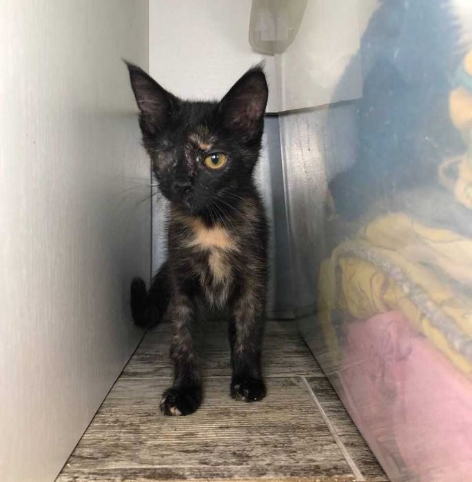 Трёхмесячный котёнок Марочка-Марик ждёт своих любящих родителей!