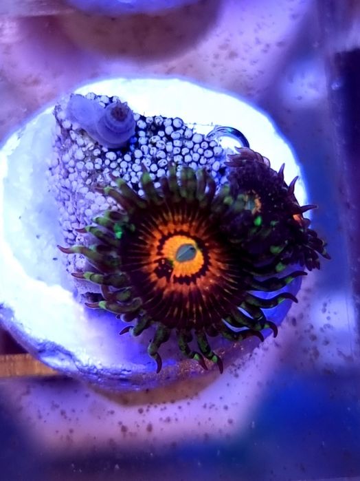 Szczepka koralowiec zoanthus Rainbow incinerator do akwarium morskiego