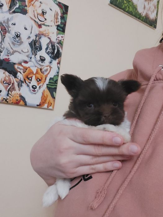 Маленький бусінка мікро йорк. Мини йорк. Міні йорк біро