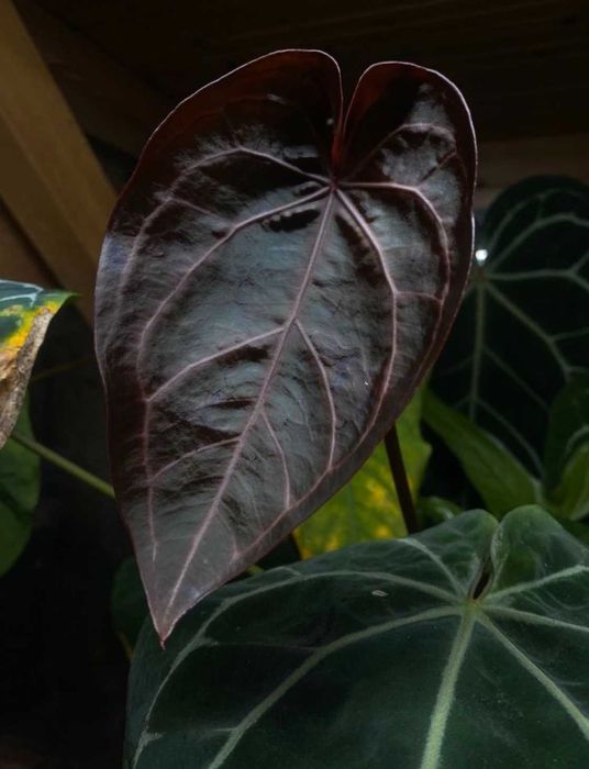 Anthurium Black Widow x Michelle X Orca