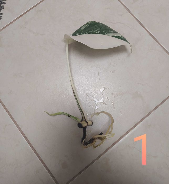 Monstera variegata aktualizacja po miesiącu