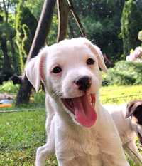 Parson Russell Terrier terier