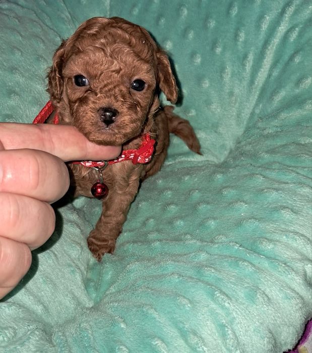 Suczka pudel toy FCI Redbrown