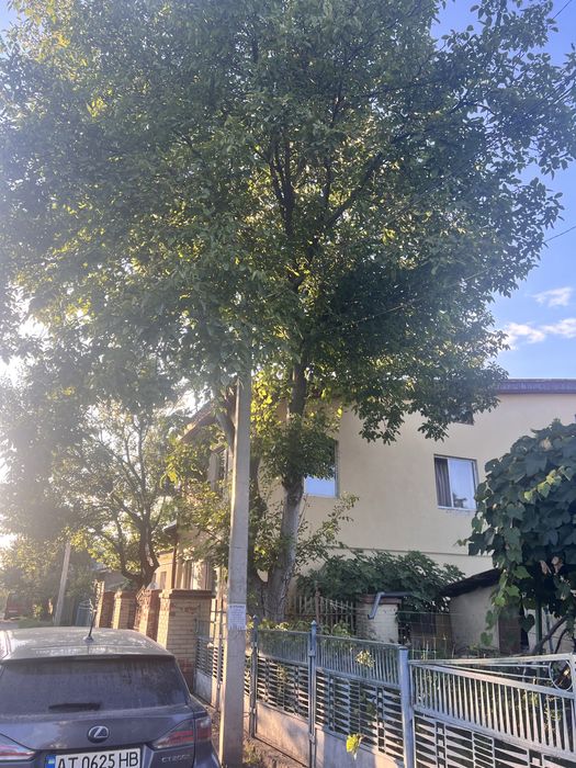 Дерево горіх (самоспил)