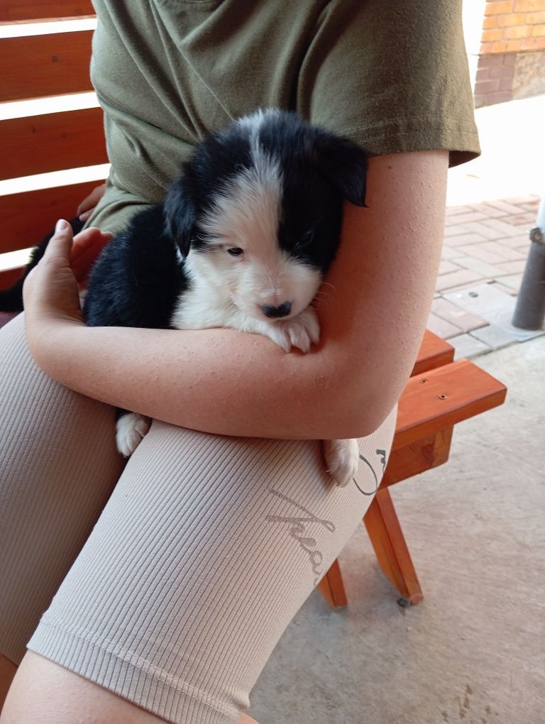 Suczka border collie