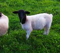 Dorper baranek plus owieczka 100% czysta rasa