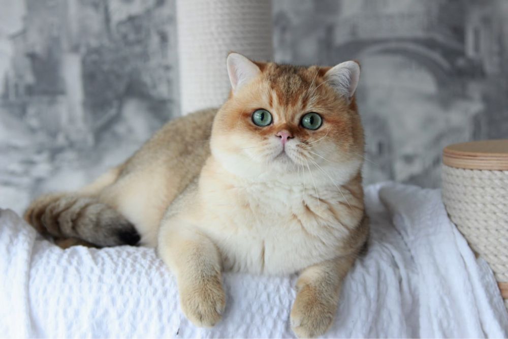 Британський золотий котик
