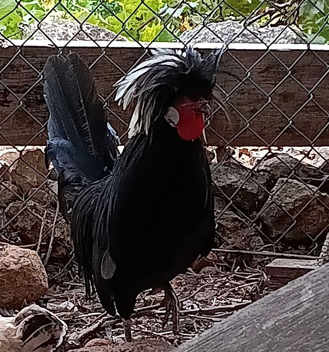 Galos e galinhas Poloneses