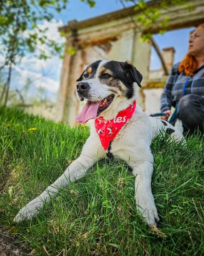 Przekochany, otwarty, absolutnie proludzki młodziak do adopcji!