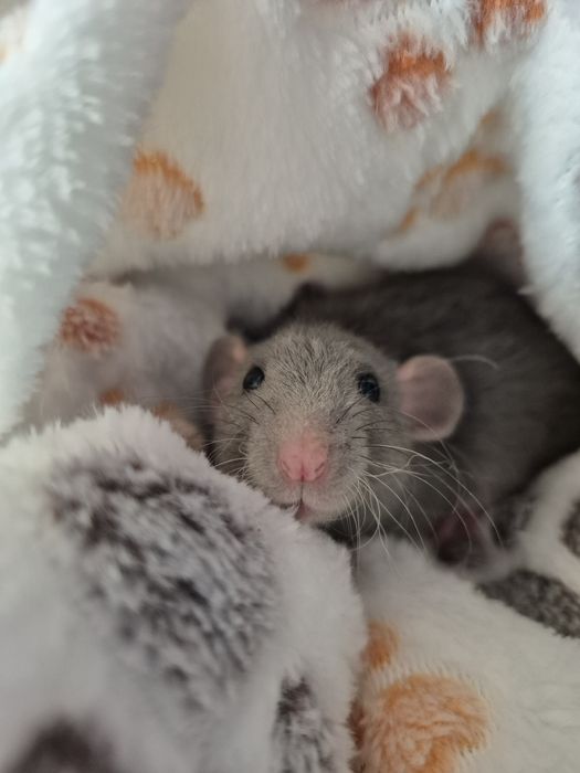 Oddam szczurki szczury dumbo 8 miesięcy w dobre ręce