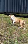 Amstaff - szczeniak ( FCI)