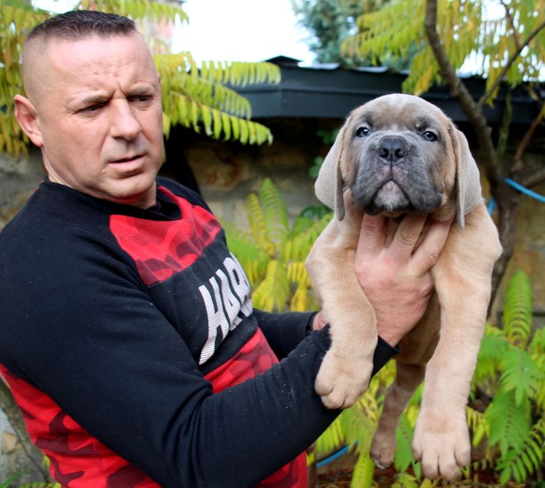 Mocny Pies Płowy ZKwP/ FCI