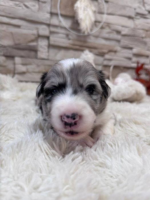 Border collie blue merle suczka niebieskie oczy