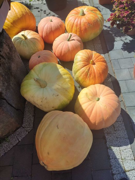 Dynia jadalna i ozdobna.