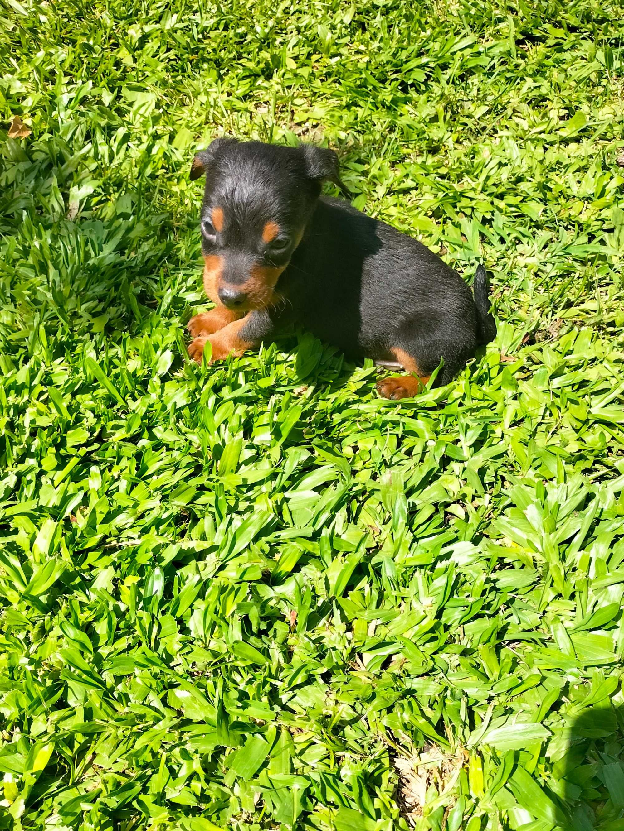 Pinscher macho lindo
