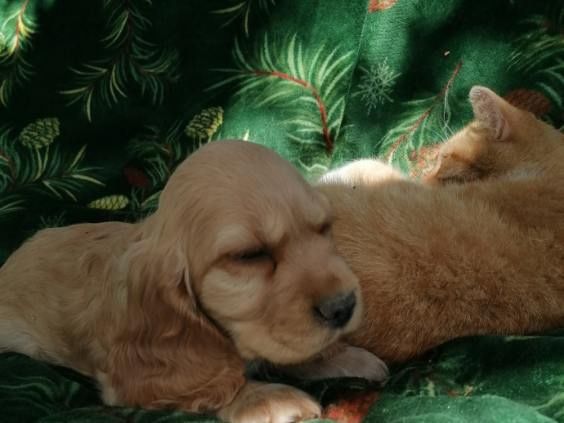 Cocker spaniel angielski