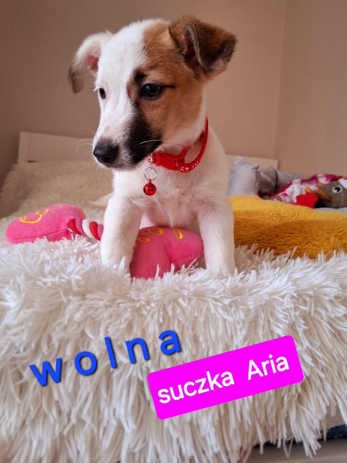 Słodka Aria !!! JRT już do odbioru RODZICE WHODOWLI
