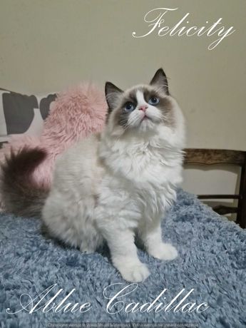 Piękna kotka Ragdoll- Felicity