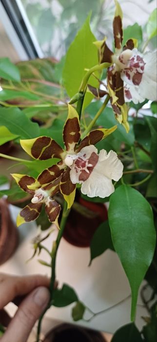 аглоєнема,папороть,фікус,орхідея тигрова,шефлера,спатіфіліум Доміно