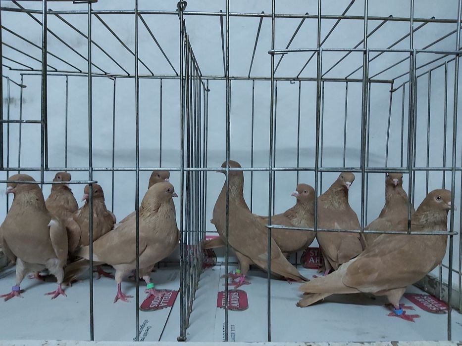 Gołębie Tiplery Żółte