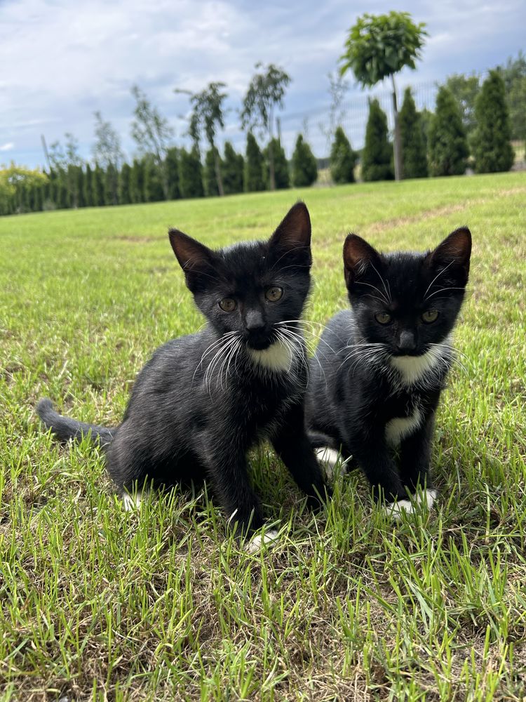 Koty do adopcji za darmo